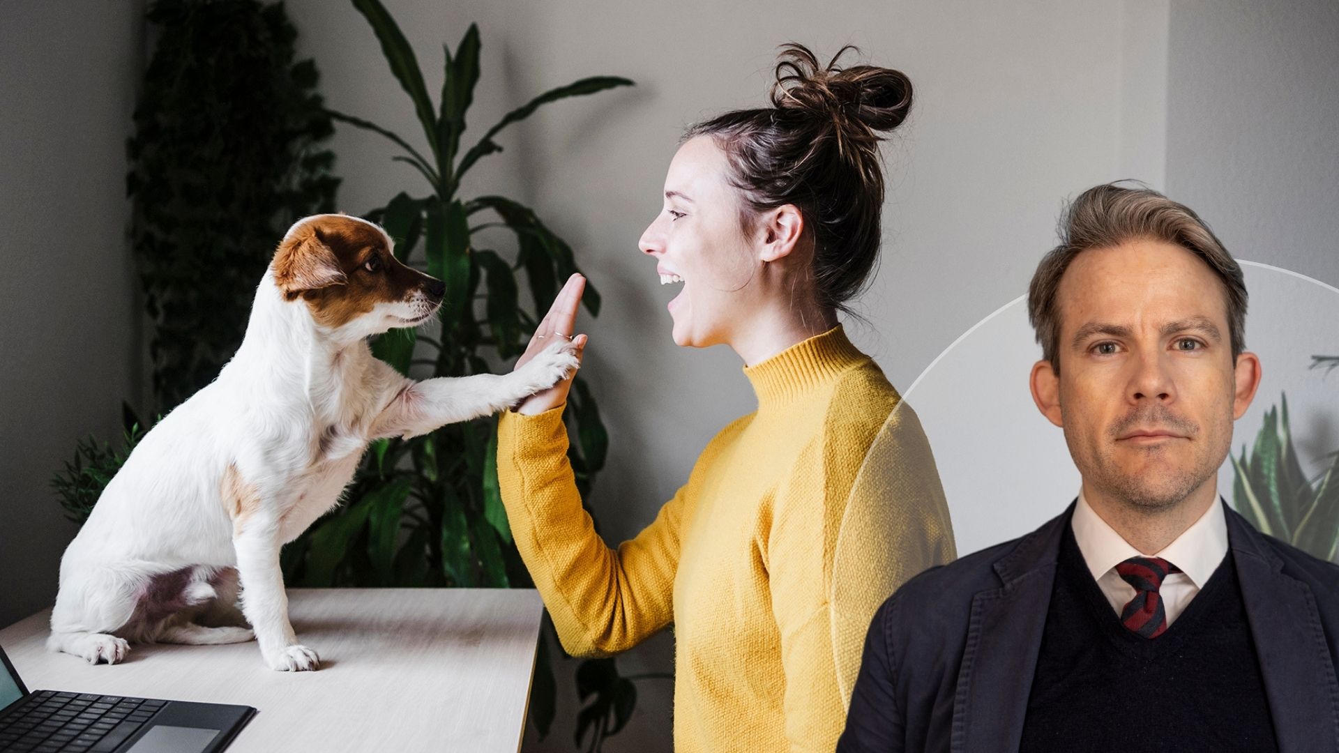 Hund på jobbet – vad gäller egentligen?